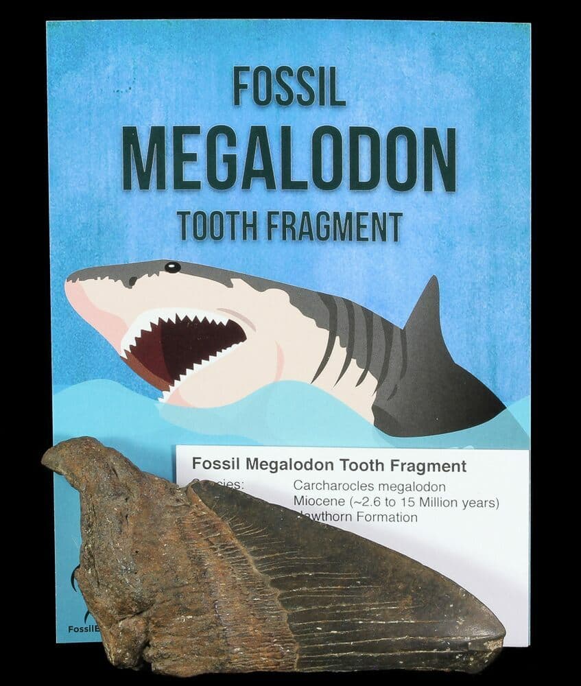 Top Tips for Buying Fossil Driven Fossil Shark Teeth