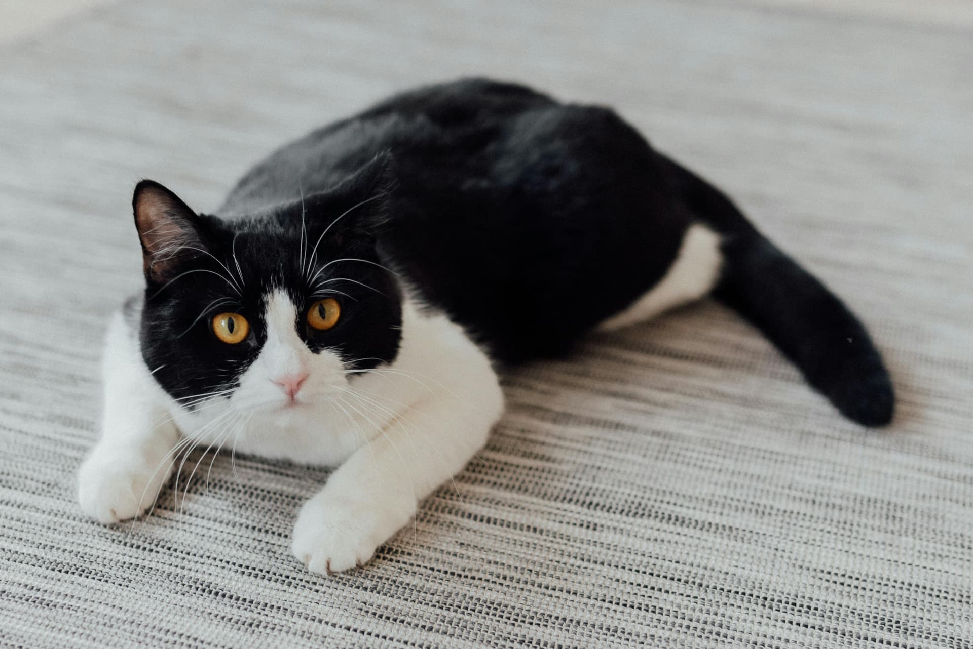 Explore Local Maine Coon Cats for Sale Near Me at Amore Cattery