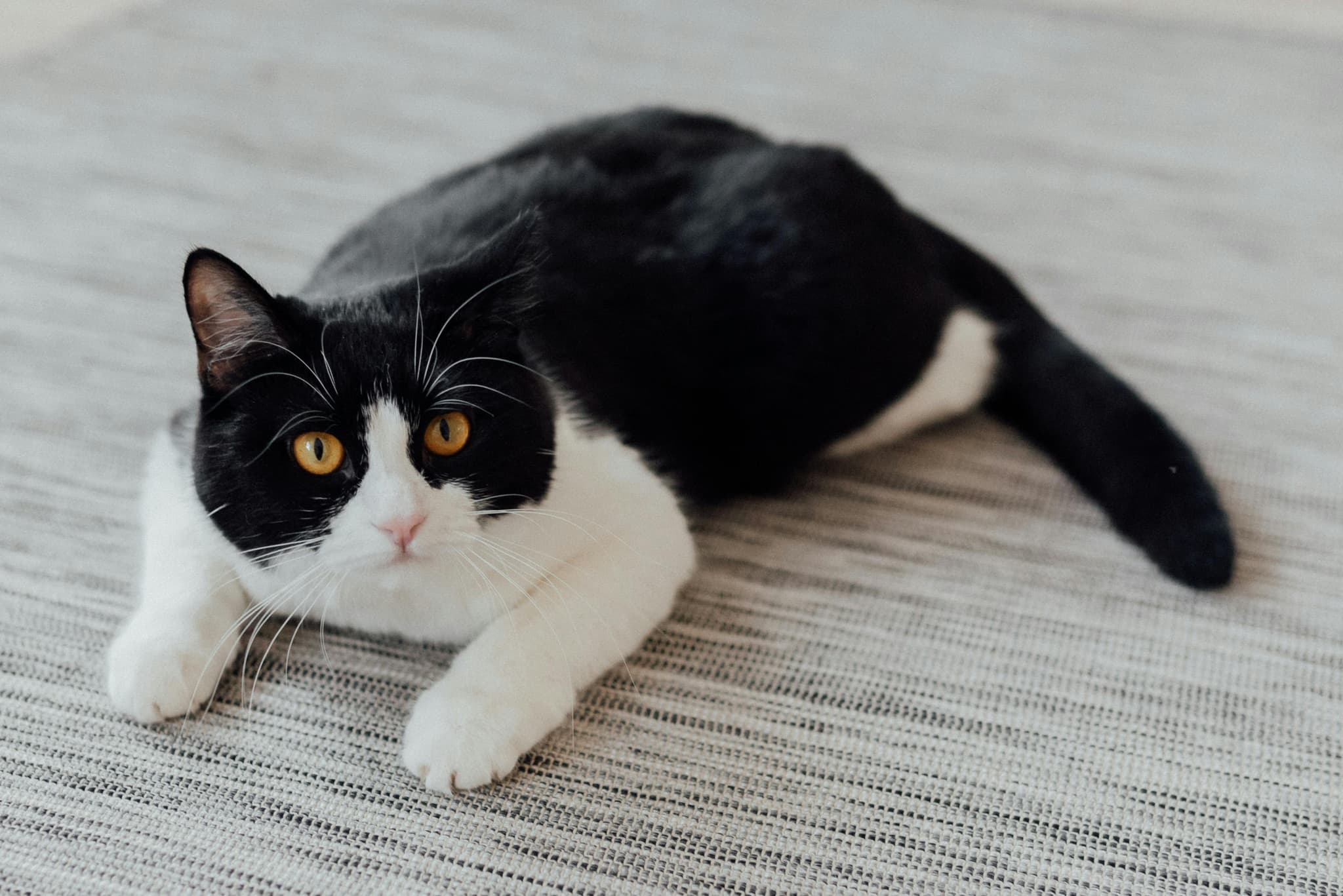 Explore Local Maine Coon Cats for Sale Near Me at Amore Cattery
