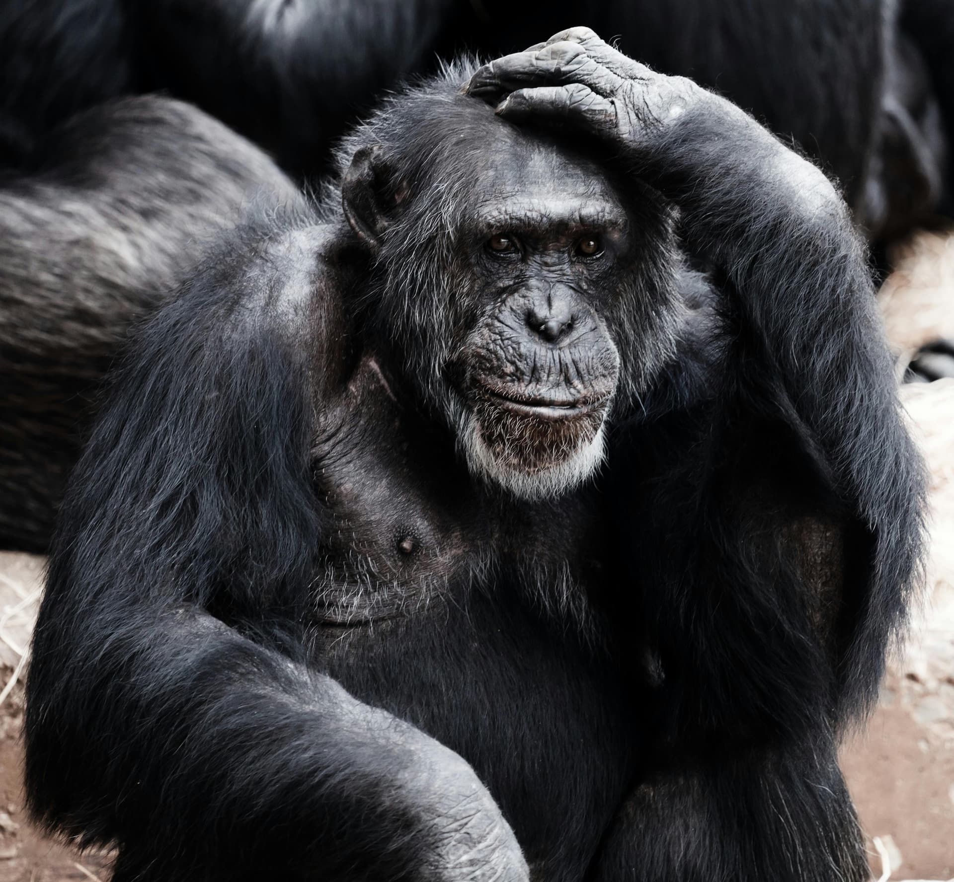 Experience the Magic of Africa Through Our Chimpanzee Trekking Tours