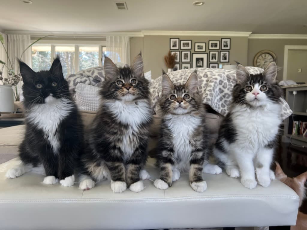 Trusted Maine Coon Breeder Offering Kittens in California – Amore Cattery
