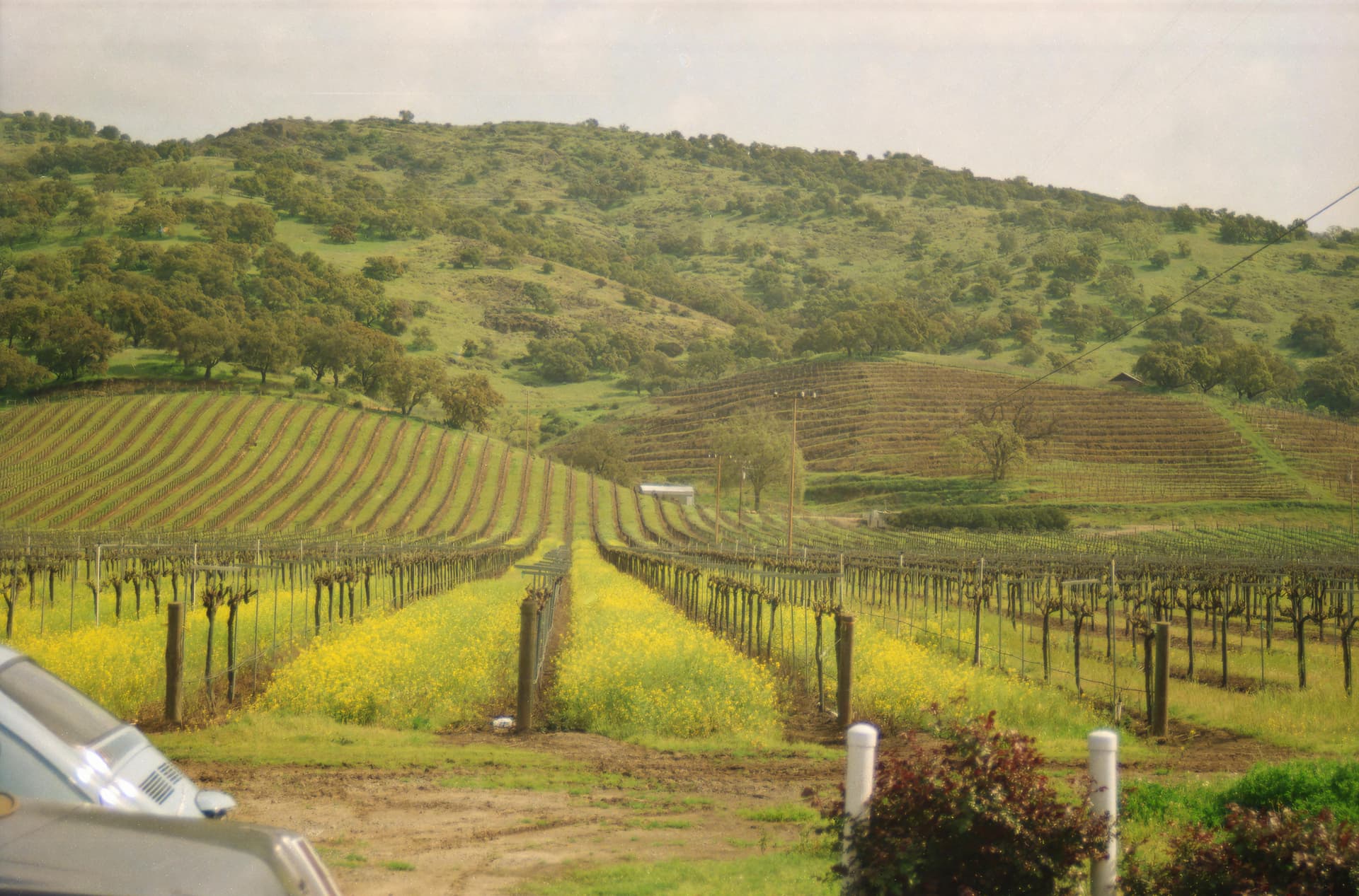 Clarksburg CA Wine Trails You Need to Explore
