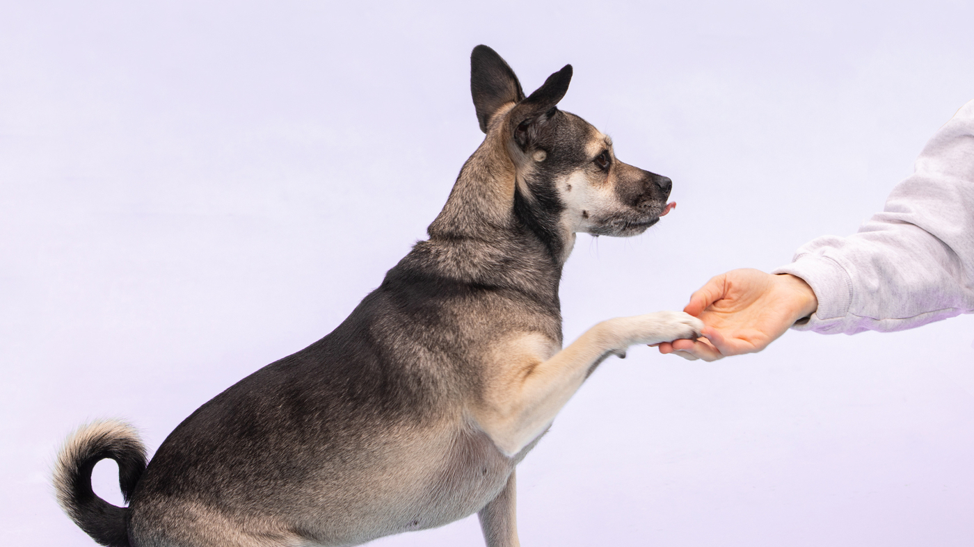 Unlock Your Dog’s Potential with Scent Work