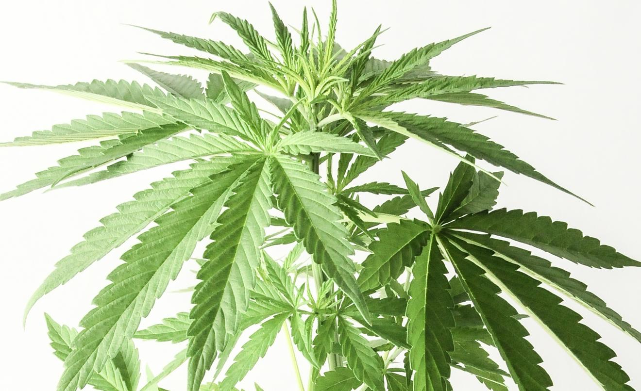 Wholesale CBD Edibles: Premium Cakes from Miami Rave