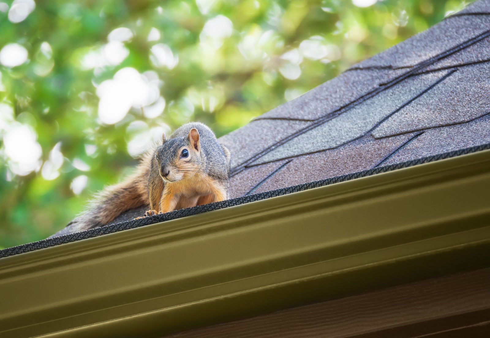 Emergency Squirrel Removal Toronto Services Near You