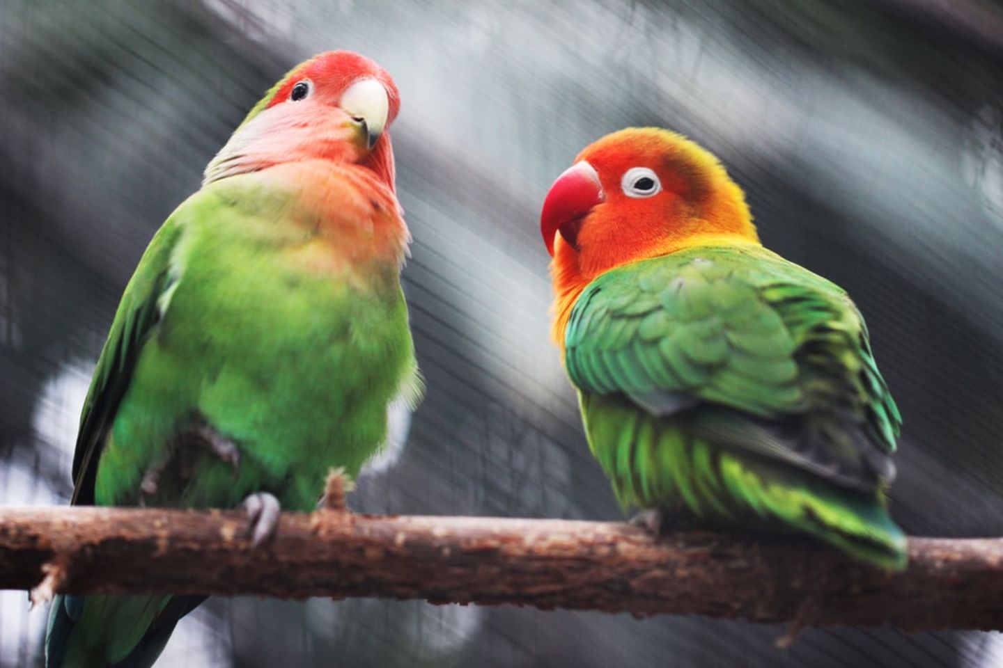 African Grey Parrots for Sale – Best Breeding Standards at Amazing Birds Farm