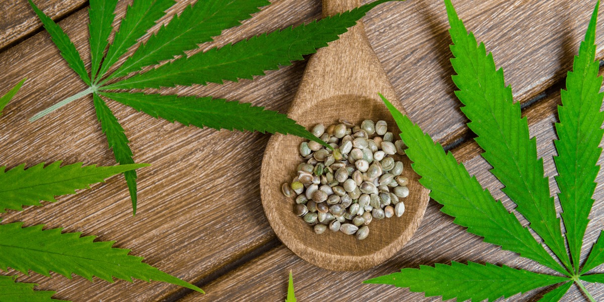 Cannabis Social Club Madrid | Premium Experiences at Clubs Cannabis Madrid