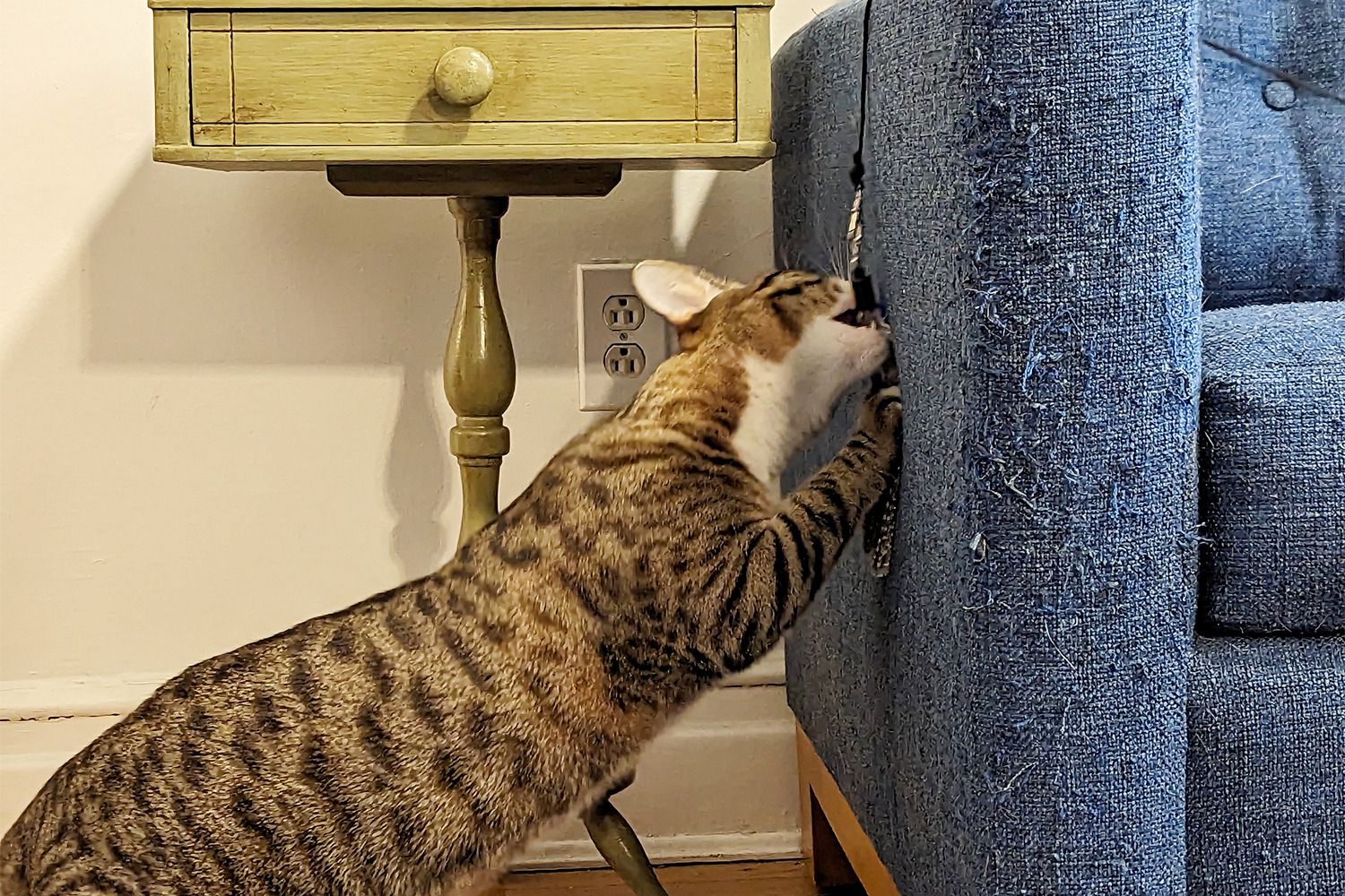 Kitten Feeding Bottle Catshoponline – Safe and Gentle Feeding for Growing Kittens