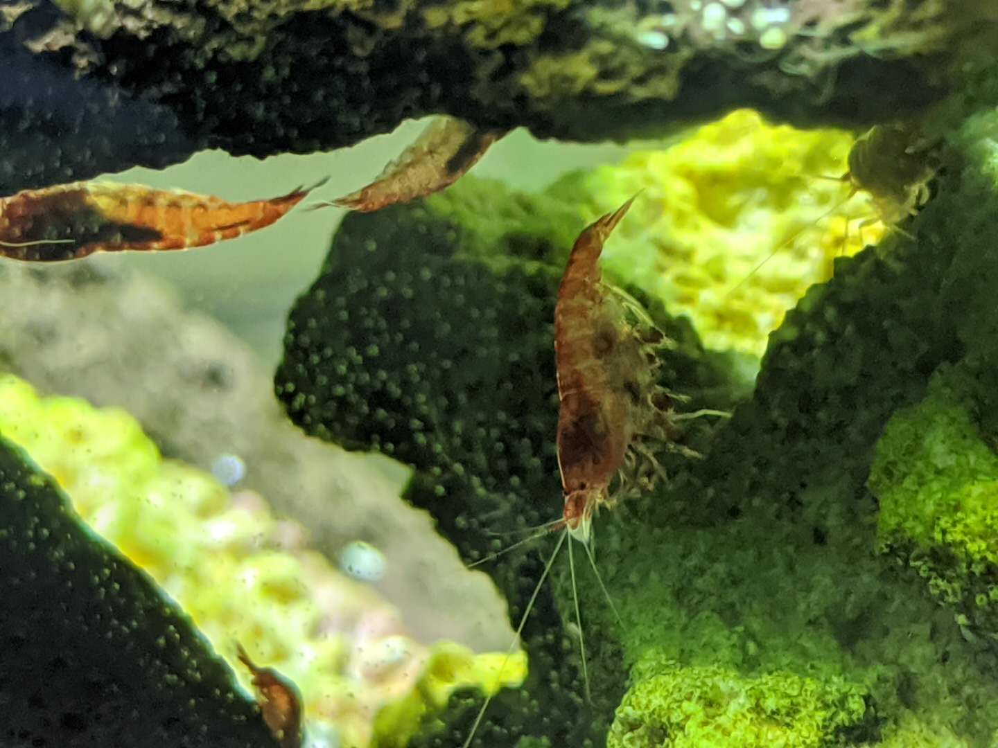 Ethically Sourced Opae ula for Sale Online